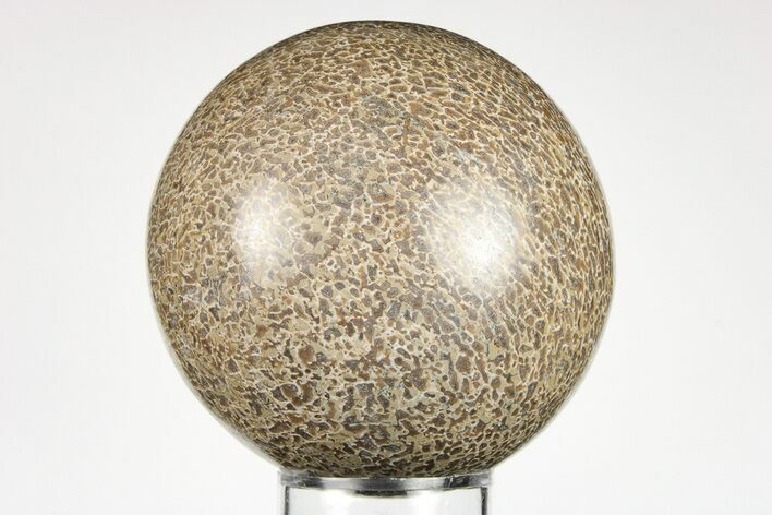 Polished Agatized Dinosaur (Gembone) Sphere - Morocco #198510